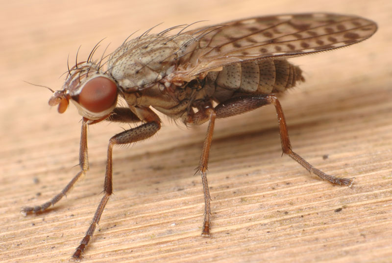 Sciomyzidae: Pherbellia schoenherri (female) (2)