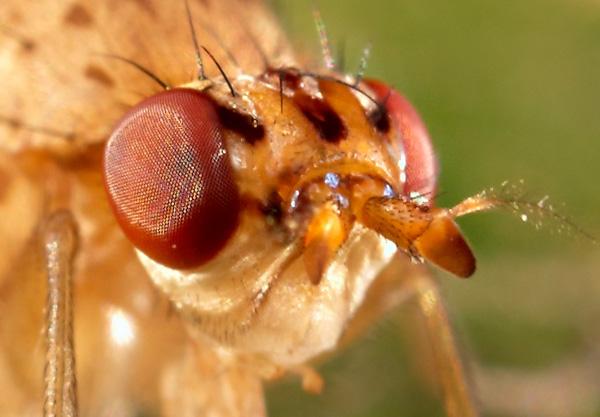 euthycera_chaerophylli.jpg