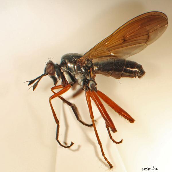 sepedon_sphegeaimg_0134.jpg