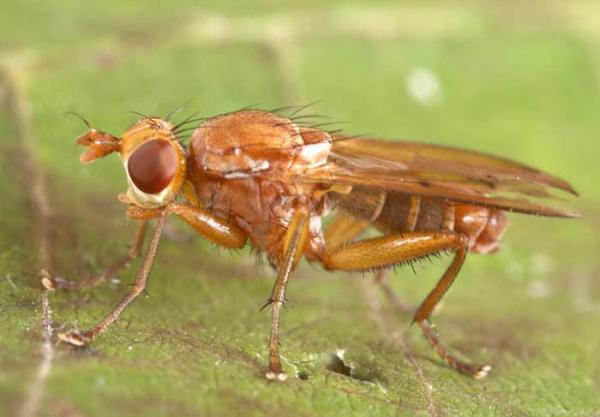 tetanocera_ferruginea2.jpg