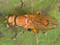 tetanocera_ferruginea_t1.jpg