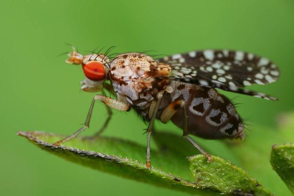 trypetoptera-punctulata-1.jpg