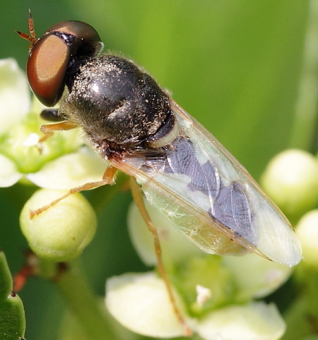 odontomyia-angulata01.jpg