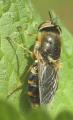 odontomyia_ornata_20080602_worfolk_t1.jpg