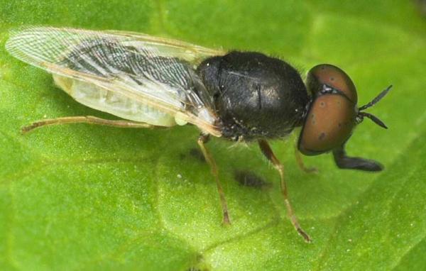 oplodontha_viridula_20090701_worfolk2.jpg