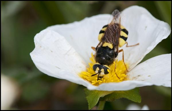 stratiomiidae_kenitra_b_diptera.jpg