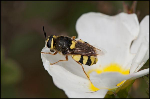 stratiomiidae_kenitra_red_diptera.jpg