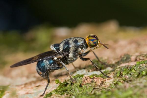 stratiomyidae.jpg