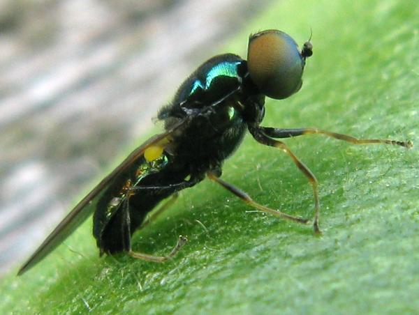 stratiomyidaemicrochrysa1.jpg