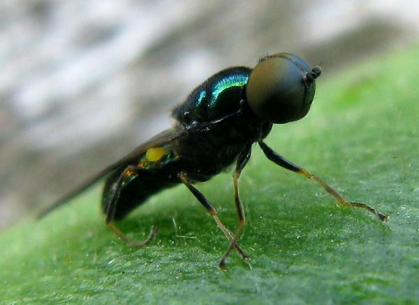 stratiomyidaemicrochrysa2.jpg