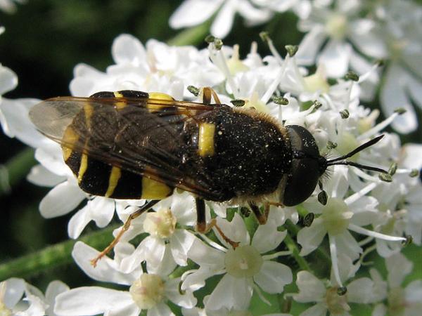 stratiomys-potamida---moor-copse-20080726a.jpg