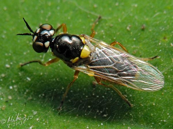 vanoyia_tenuicornis_female_1_1.jpg