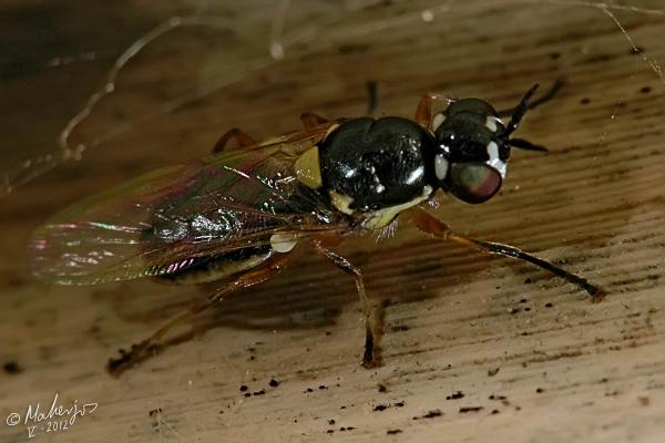 vanoyia_tenuicornis_female_2.jpg