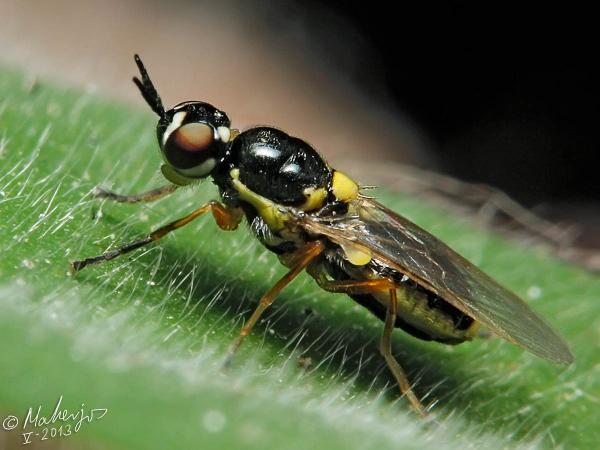 vanoyia_tenuicornis_female_2_1.jpg