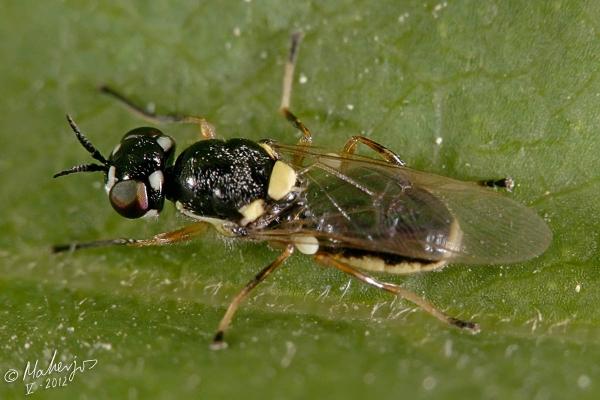 vanoyia_tenuicornis_female_3.jpg