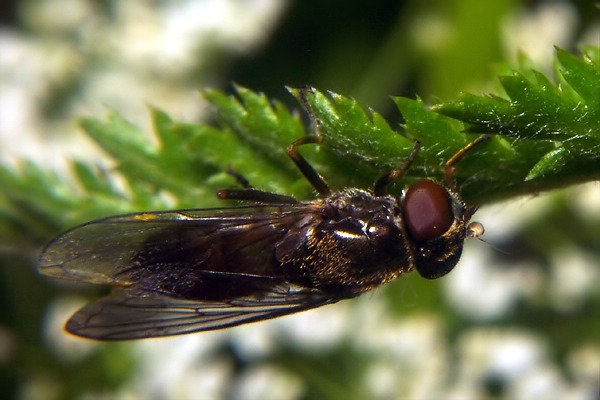 0083-0088-dip-syrphidae-cheilosia-barbata-tassenbach-040903.jpg