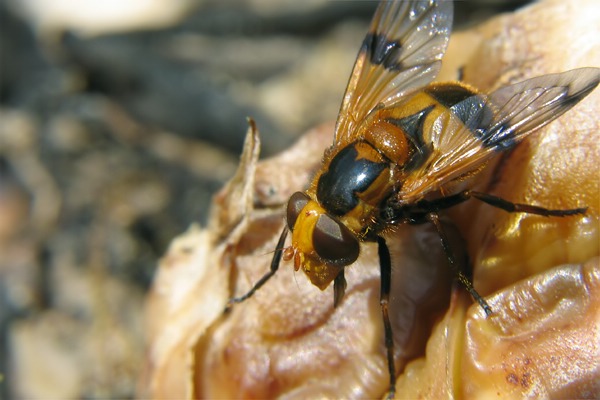 0344-dip-syrphidae-volucella-inflata-scheibenhardt-180507kb.jpg