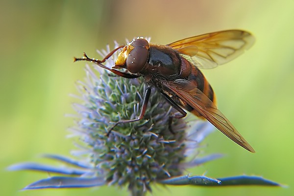 0536-dip-syrphidae-volucella-zonaria-male-sinnersdorf-160705kb.jpg