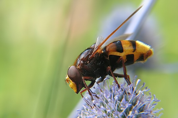 0537-dip-syrphidae-volucella-zonaria-male-sinnersdorf-160705kb.jpg