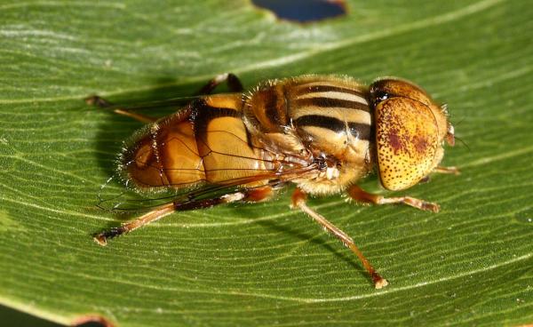 080409eristalinus_punctulatus_di.jpg