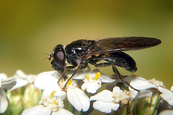 0809-dip-syrphidae-cheilosia-carbonaria-female-eischeid-270804.jpg