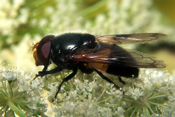 0850-dip-syrphidae-volucella-pellucens-tassenbach-010804.jpg