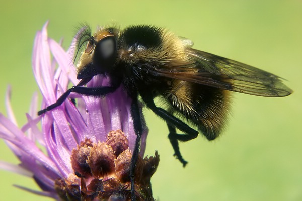 1299-dip-syrphidae-volucella-bombylans-falzarego-210706.jpg