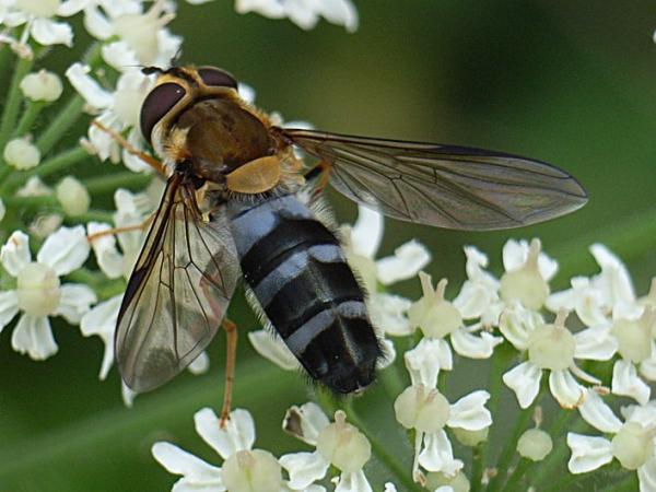 193schwebfliege.jpg