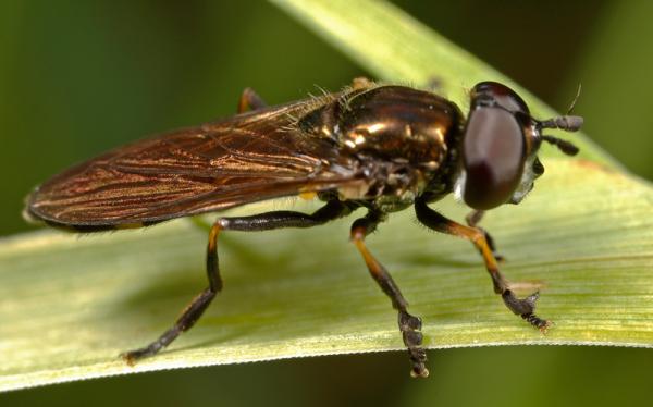 2008-08-08_0056-syrphidae.jpg