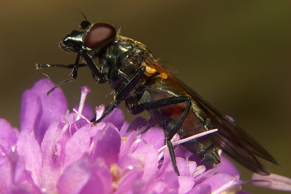 2090-dip-syrphidae-cheilosia-personata-reschenpass-250706.jpg