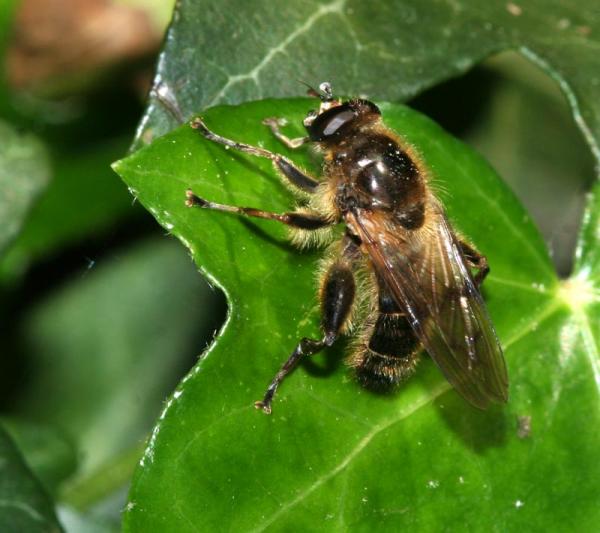 3roches121brachypalpus_laphriformis_male0605w.jpg