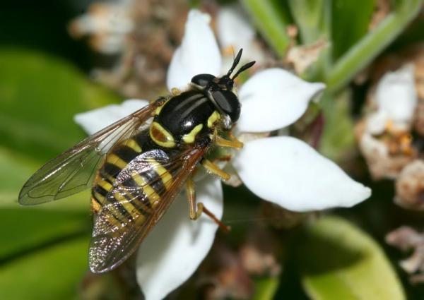 3roches461syrphe_female_chrysotoxum_cautum080508bisw1.jpg