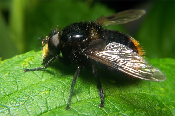 4670-dip-syrphidae-volucella-bombylans-roesbergerbusch-060604.jpg