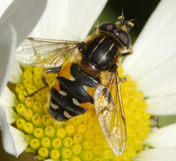 500helophilus_groenlandicus_7114.jpg