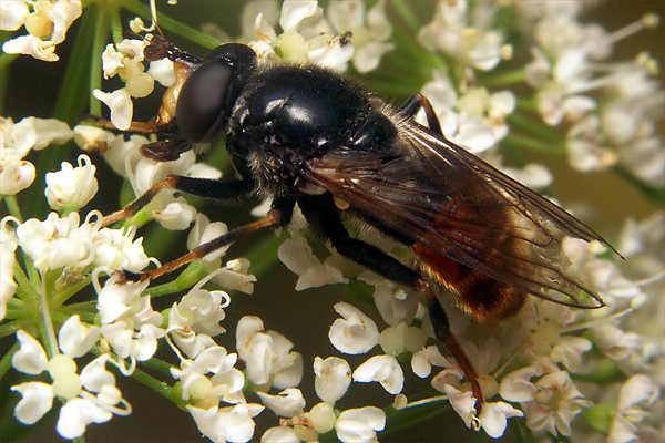 6550-dip-syrphidae-blera-fallax-male-gailbach-170706.jpg