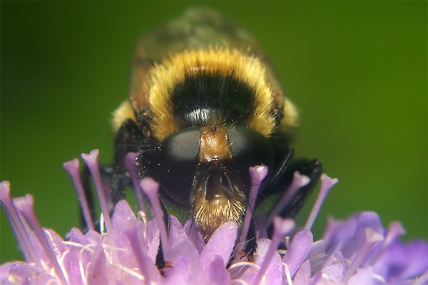 7056-7047-dip-syrphidae-volucella-bombylans-sahrbachtal-060704.jpg