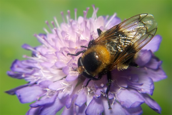 7056-dip-syrphidae-volucella-bombylans-sahrbachtal-060704.jpg