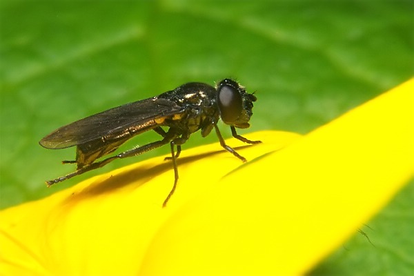 8356-dip-syrphidae-syrphocheilosia-claviventris-female-grossglockner-040804.jpg