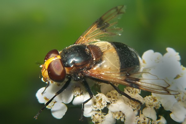 9097-dip-syrphidae-volucella-pellucens-innervillgraten-280803.jpg