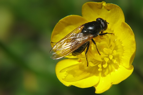 9363-dip-syrphidae-cheilosia-albitarsis-female-kalkstein-160706.jpg