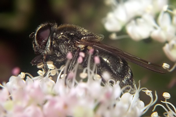 9636-0222-dip-syrphidae-cheilosia-gigantea-martawald-080804.jpg