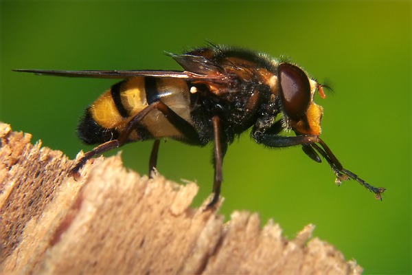 9984-dip-syrphidae-volucella-inanis-martawald-080804.jpg