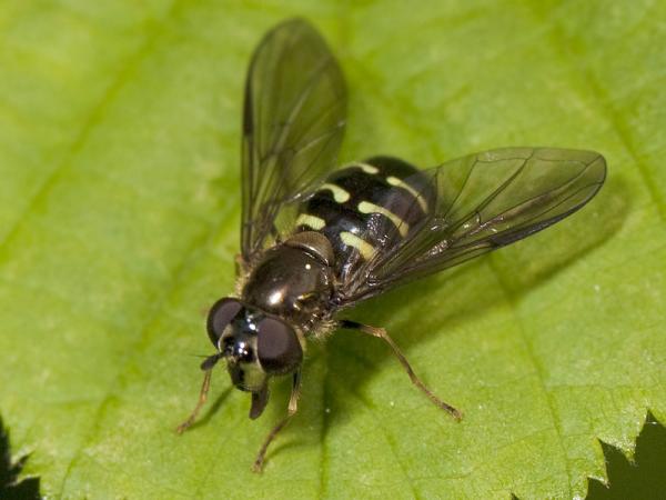 bu_2010_417_altiw_6795_dasysyrphus-lenensis_f_1.jpg