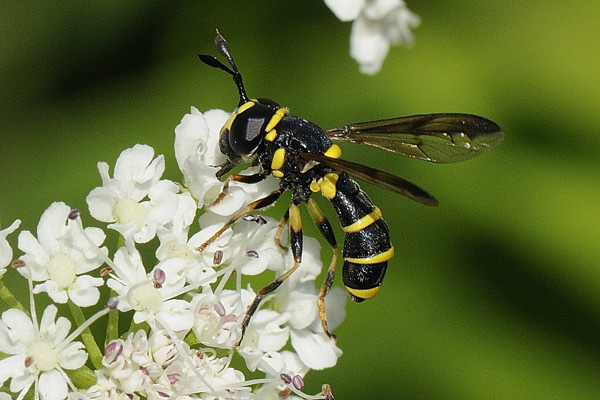 cerianavespiformis.jpg