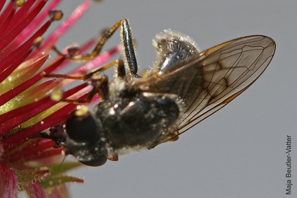 ch-caerulescens-f-wing.jpg