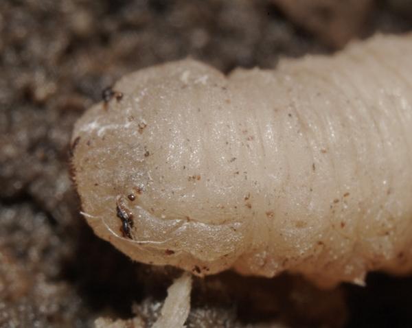 chalcosyrphus_nemorum_larva_2.jpg