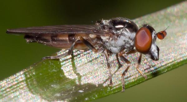 chamaesyrphus_sp_female.jpg