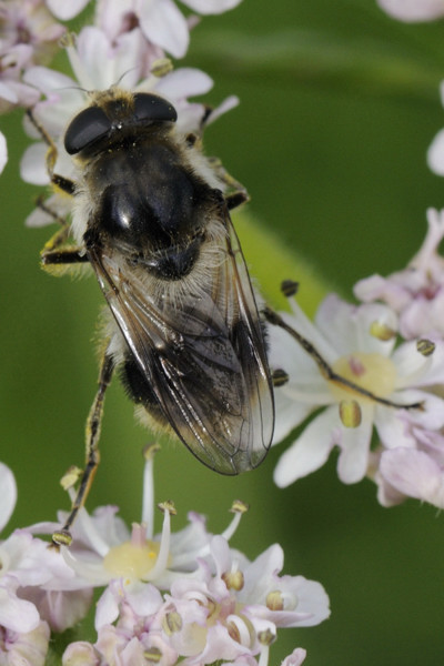 cheilosia.jpg