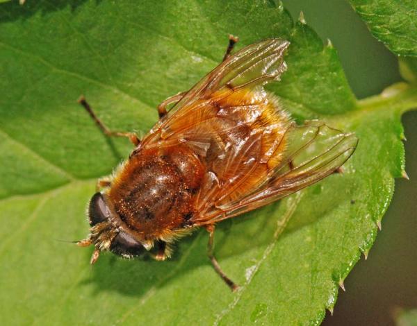 cheilosia_chrysocoma_02.jpg