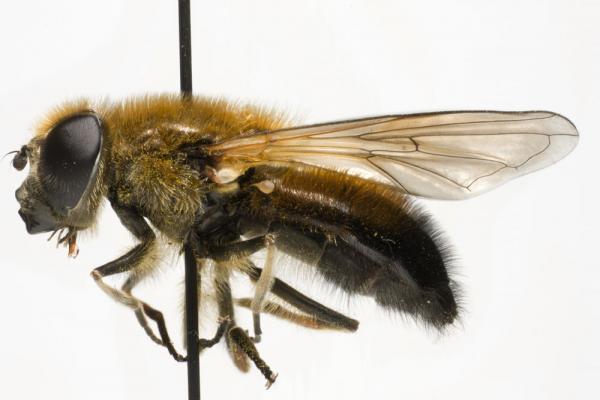 cheilosia_grossa_jf10-0050.jpg